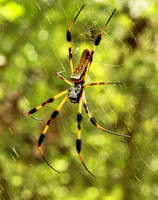 Nephila clavipes