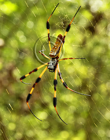 Nephila clavipes