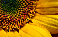 Sunflower Up Close