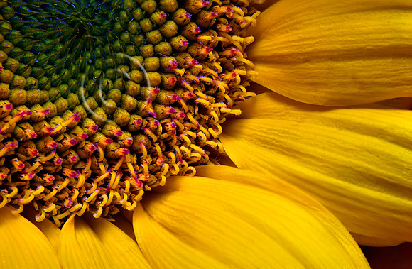 Sunflower Up Close