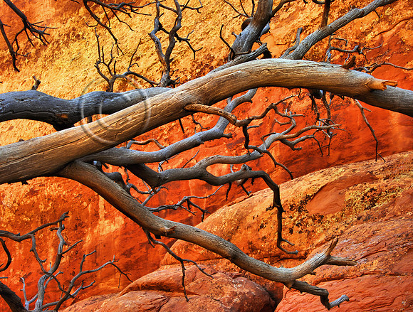 Red Rocks and Branches