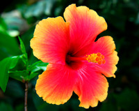 Hibiscus