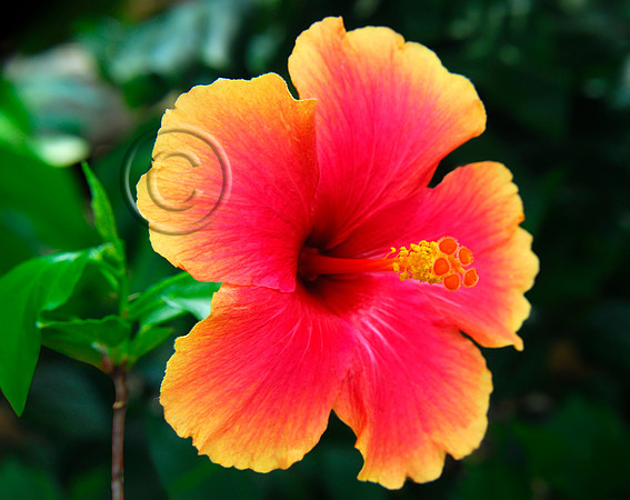 Hibiscus