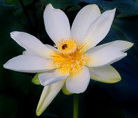 Lotus and Friend