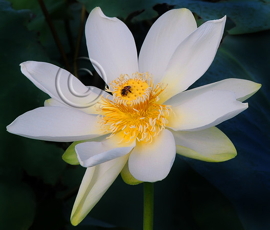 Lotus and Friend