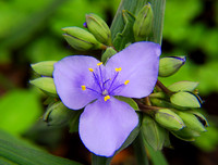 Purple Flower and Buds
