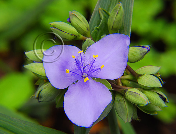 Purple Flower and Buds