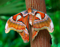 Moth