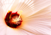 Blushing Hibiscus