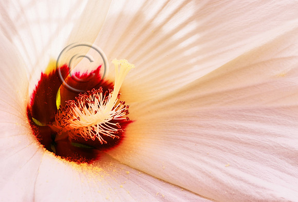 Blushing Hibiscus